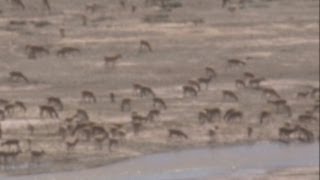 Tens of thousands of migrating Tibetan antelope filmed crossing a river