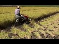 rjn55を無人稼動　2013　japanese harvesting of the rice