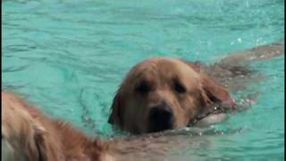 バラードは君のために歌わせて　Dogs swim and play dog park Slow motion_1