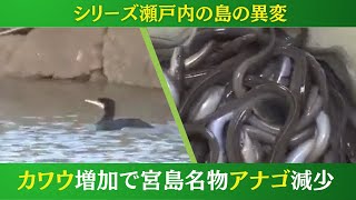 神の島・宮島を占拠する「黒いギャング」カワウ　島を汚すだけでなく名物アナゴにも被害が