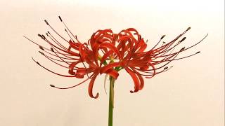 彼岸花 開花タイムラプス / Flowering of Lycoris radiata