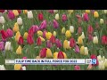 Tulip time is back in full force in 2022