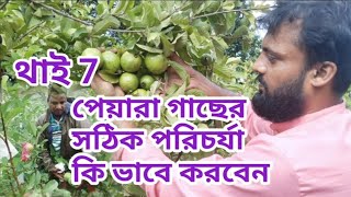 পেয়ারা গাছের পরিচর্যা|থাই 7 পেয়ারা|বারোমাসি পেয়ারা চাষ