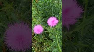 もふもふしたノアザミが開花した  Cirsium japonicuｍ　薊　 2022/06/22