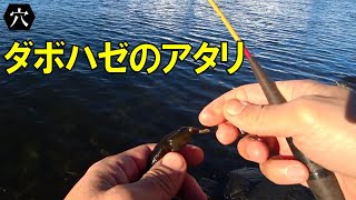 穴釣りにおけるダボハゼのアタリについて