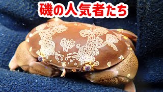 【磯遊び】真鶴でウミウシを探していたら磯の人気者にも出会った【ウミウシ探し】