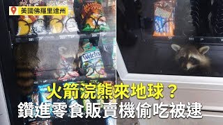 火箭浣熊來地球？鑽進零食販賣機偷吃被逮｜小浣熊偷吃零食｜可愛有趣爆笑動物