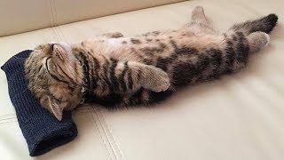 「かわいい猫」 笑わないようにしようとしてください - 最も面白い猫の映画 #142