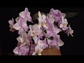 高颜值高性价比的超市蝴蝶兰 homedepot orchid phalaenopsis no id