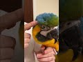 macaw how to open pin feathers shorts