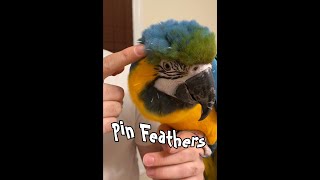 Macaw: How to Open Pin Feathers #shorts