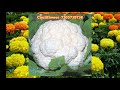 சாமந்தி பூ வளர்ப்பு 7305739738 samanthi poo valarppu marigold flower cultivation in tamil