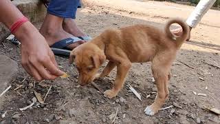 Respect Dogs And Animalas || मुक्या प्राण्यांचा आदर करा || Dog Race Kolhapur