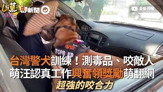 台灣警犬訓練！萌汪認真工作興奮領獎勵萌翻網｜緝毒犬｜偵爆犬｜狗