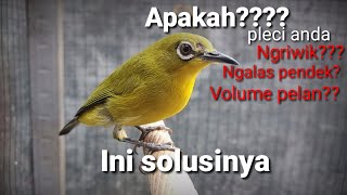 how to deal with pleci birds that are difficult to answer, and less insistent on the sound