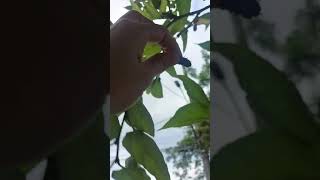 Mulberry in our backyard, daming bunga! #shorts #backyardgarden #mulberry #fruit #tree #shortvideo