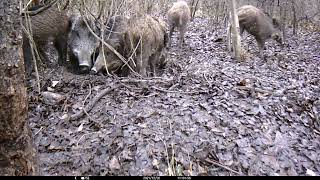 Herd of wild boars waking up after a nap | Trail camera footage