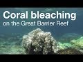 Coral bleaching on the Great Barrier Reef