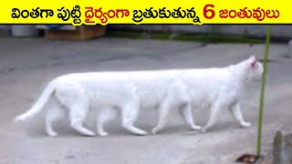 🔵 వింతైన జంతువులు | unique animals in the world | strangest animals in the world | rarest animals