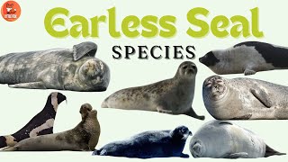 Incredible Types of Earless Seal Species Name in English for kids #kidslearning  #animals   #seal