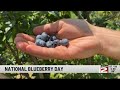 Today Is National Blueberry Day, and a Local Greenhouse Has Opened Its U-Pick Fields