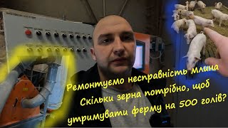 Ремонтуємо несправність млина, Скільки зерна потрібно щоб утримувати ферму на 500 голів свиней?