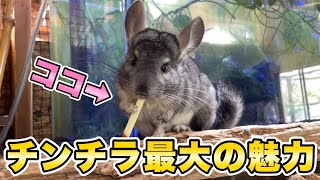 【長崎バイオパーク】チンチラの魅力を引き出したらダイちゃんと大谷翔平がまさかの登場！？