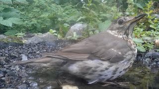 Songtrush at the birdsbath. Singdrossel badet