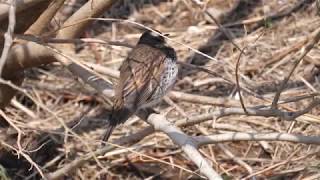 [4K] 野鳥：ツグミ／Ｋ川の岸辺