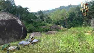 It's amazing! Remote mountain villages, children watching turtles funeral late is late