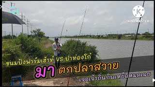 ตกปลาสวาย คลองส่งน้ำสุวรรณภูมิ l สุดปัง #105