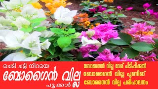 ബോഗൈൻ വില്ല പരിപാലനം| Bougain Villea Caring | Shemiz Sk|