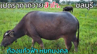 เปิดราคาควายยกคอก🚩3 ตัว.สายพัฒนา.ท้องแก้วฟ้า.หยกมงคล🐃ThailandBuffaloFarm