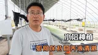 如何保持营养液清澈？水培种植很重要，否则很容易烂根