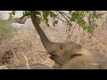 how adult elephants help feed younger herd members