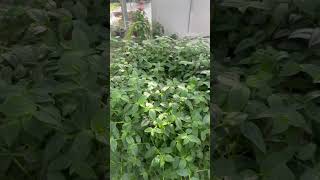 #shortvideo #garden #rose #nature #villagelife #plants #flowers