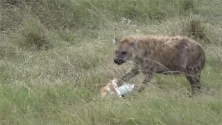 花豹猎杀一只羚羊，被鬣狗偷偷的夺走，独自私吞一只羚羊