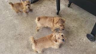 Norfolk Terrier Family Time!