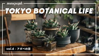 TOKYO BOTANICAL LIFE - vol.6 アガベの沼へ、ようこそ。