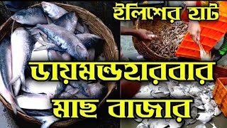 ডায়মন্ডহারবার এ ইলিশের হাট ll Diamond harbour wholesale fish market ll নগেন্দ্র মাছ বাজার ll