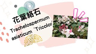 花葉絡石 Trachelospermum jasminoides 'Tricolor'