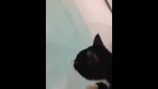 お風呂のお湯を飲む猫