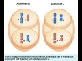 Independent assortment of alleles