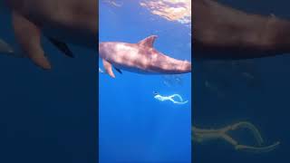 Enjoy swimming with dolphins in Mikurajima,TOKYO,JAPAN MAY,2022 御蔵島　イルカ