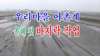 우리마을 어촌계 올해 첫 바지락작업