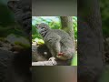 வித்தியாசமான விலங்கு amazing lemur baby facts tamil info share shorts