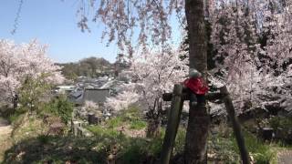 ４Ｋ 2017年桜　法蔵寺 福島県三春町　４月24日撮影　C0035