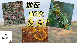 地衣是一种植物？｜地衣可以食用？｜地衣与苔藓植物的区别｜地衣的作用