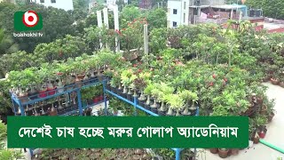 দেশেই চাষ হচ্ছে মরুর গোলাপ অ্যাডেনিয়াম