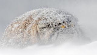 Pallas cat is a Rare, Elusive and very Secretive predator! A real steppe hermit!